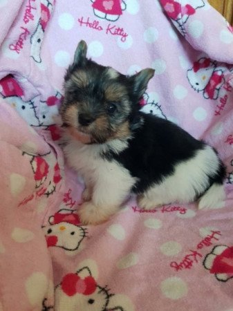 Yorkshire terrier biewer MINI