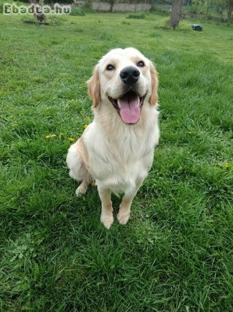Eladó 1 éves kan golden retriever