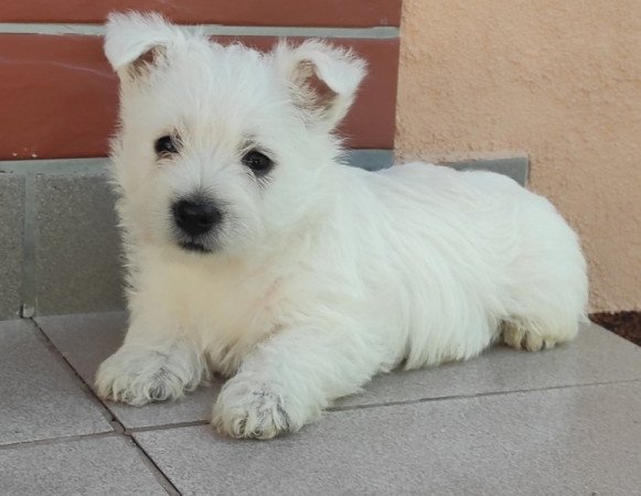 Westie
