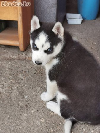 Fajtiszta,kék szemű szibériai husky lány kiskutya