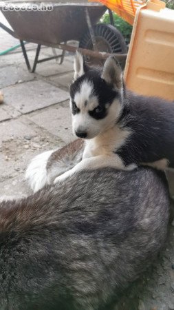 Fajtiszta,kék szemű szibériai husky lány kiskutya