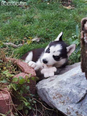 Fajtiszta,kék szemű szibériai husky lány kiskutya