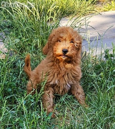 Törpe uszkár kisfiúk