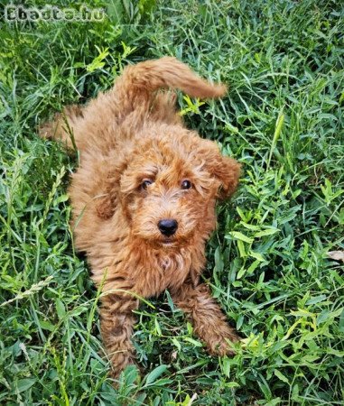 Törpe uszkár kisfiúk