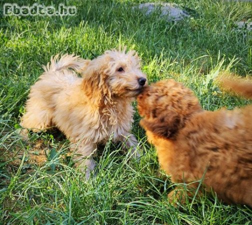 Törpe uszkár kisfiúk