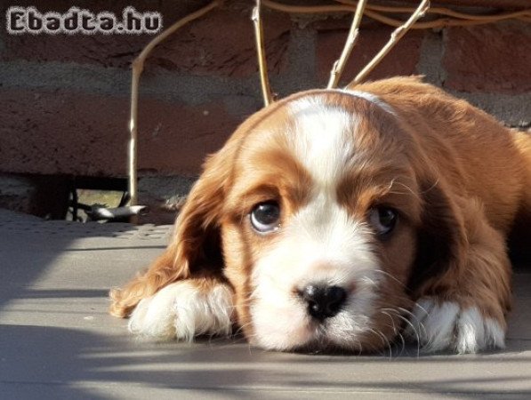 eladó cavalier king charles spániel