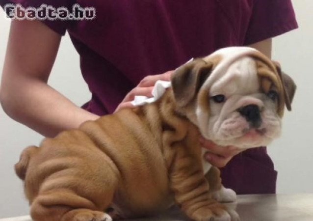 Imádnivaló fajtatiszta angol bulldog kölykök
