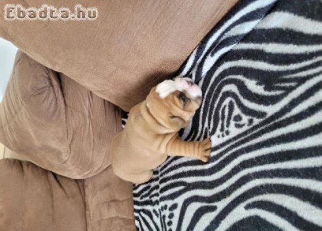 Imádnivaló fajtatiszta angol bulldog kölykök