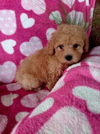 Uszkár és bolognese