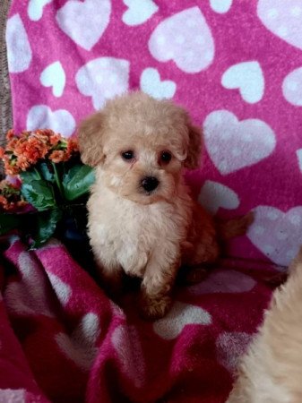 Uszkár és bolognese