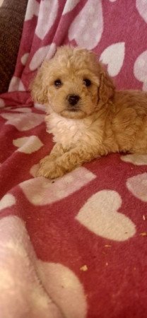 Uszkár és bolognese