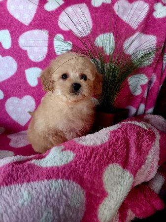 Uszkár és bolognese