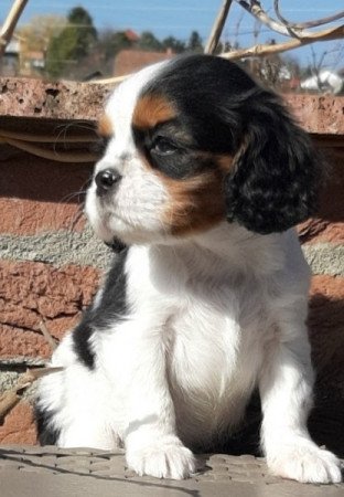 Cavalier King Charles spániel