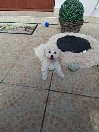 Maltipoo