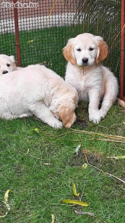 Golden retriever kiskutyák