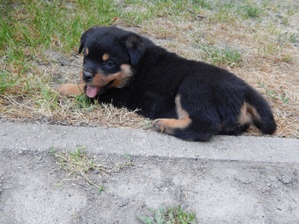rottweiler