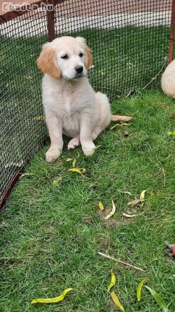 Golden retriever kiskutyák