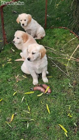 Golden retriever kiskutyák