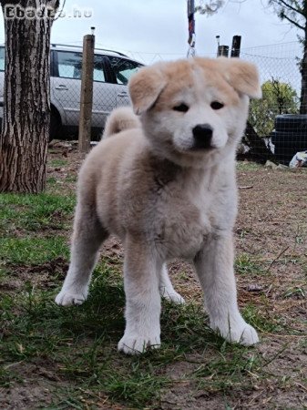 Törzskönyvezett Akita kiskutyák