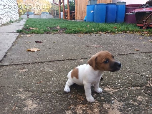 Jack Russel Terrier