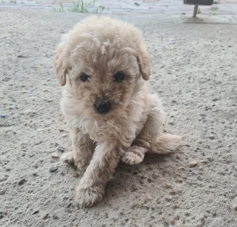 Goldendoodle