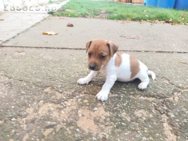 Jack Russel Terrier