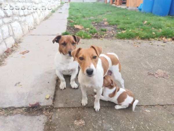 Jack Russel Terrier