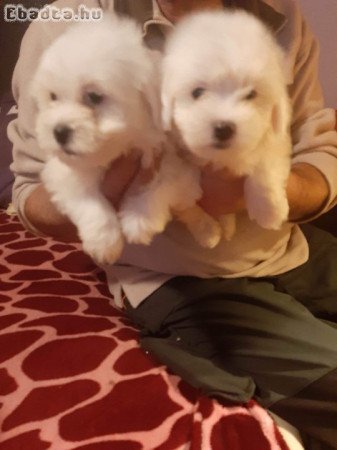 Bichon havanese kan kicsik