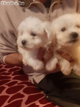 Bichon havanese kan kicsik