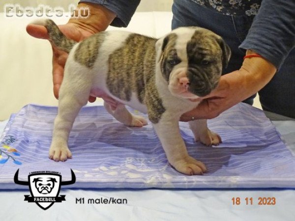 Minőségi amerikai bulldog kölykök