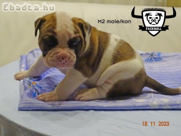 Minőségi amerikai bulldog kölykök