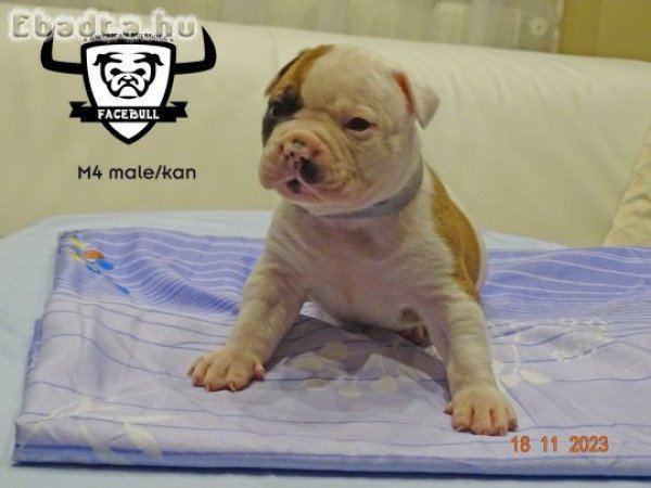 Minőségi amerikai bulldog kölykök