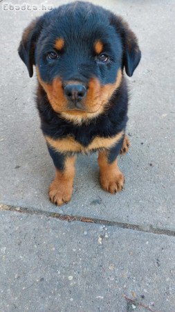 Eladó Rottweiler kisfiú