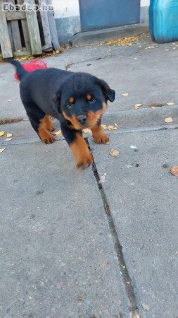 Eladó Rottweiler kisfiú