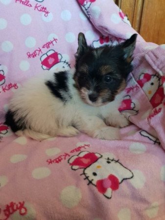 Yorkshire terrier biewer MINI