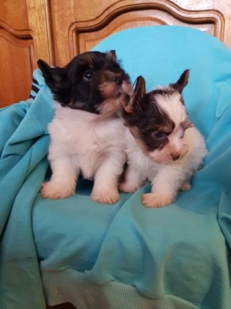 Yorkshire terrier biewer MINI