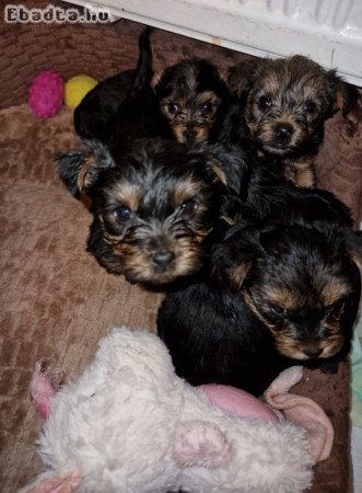 Yorkshire terrier kiskutyák eladók