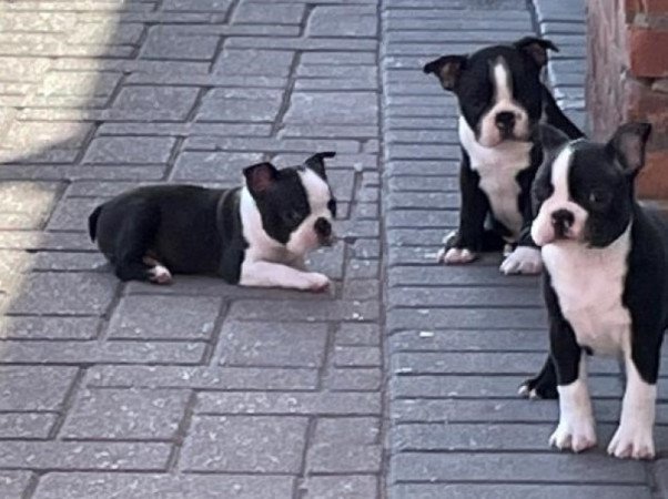 bostoni terrier