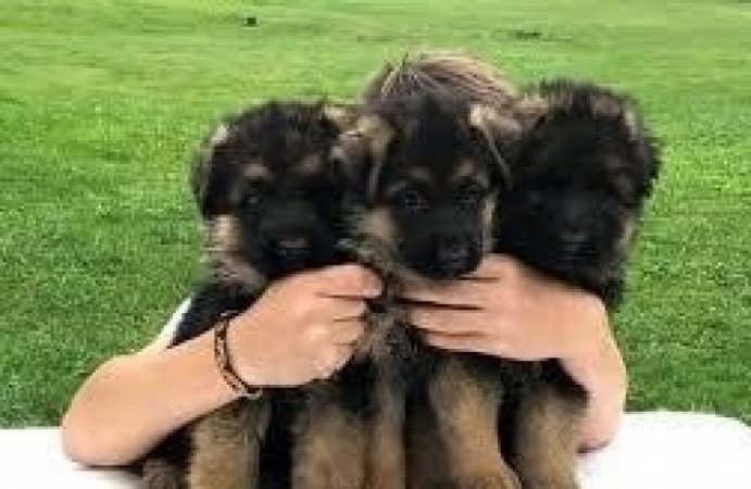 német juhászkutyák