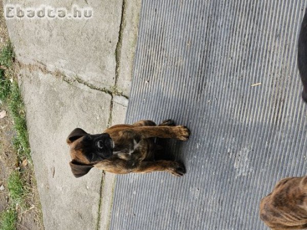 Boxer kutyusok gazdisodnának