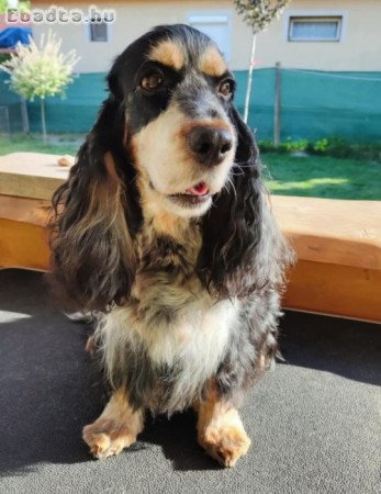 Angol cocker spániel kislány