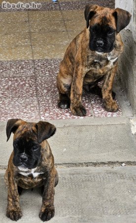 Boxer kutyusok gazdisodnának