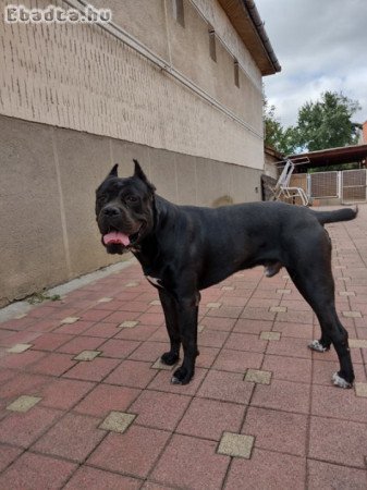 Eladó Cane corso