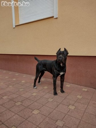 Eladó Cane corso