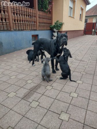 Eladó Cane corso