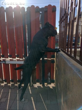 Eladó Cane corso