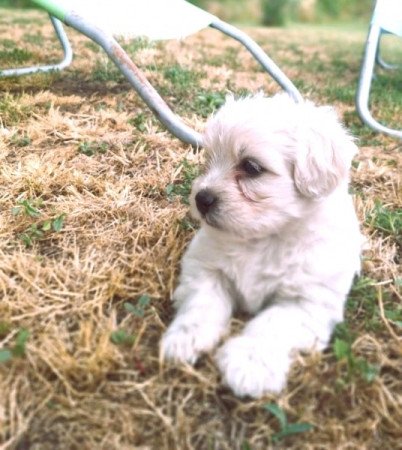 Bichon Havanese