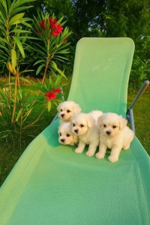 Bichon Havanese