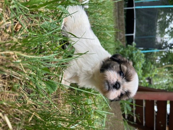 Shih-tzu