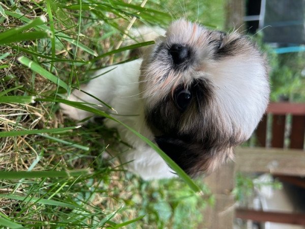 Shih-tzu